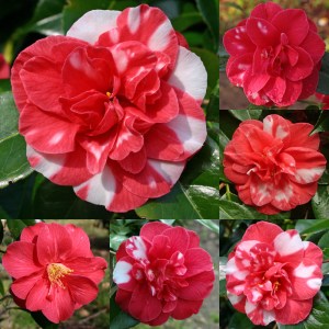Camellia japonica 'Doncklaeri'