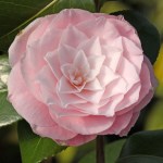 Camellia japonica 'Donnan's Dream'