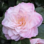 Camellia hybrid 'Dorothy James'