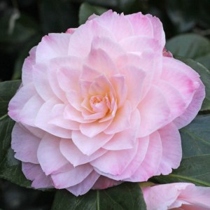 Camellia hybrid 'Dorothy James'