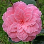 Camellia japonica 'Dorothy Johnson'