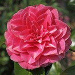Camellia japonica 'Double Rose'