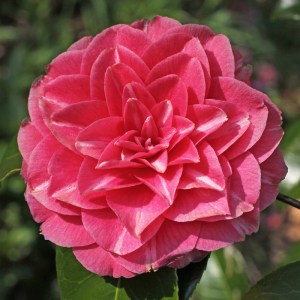 Camellia japonica 'Double Rose'