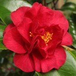 Camellia japonica 'Dr Burnside'