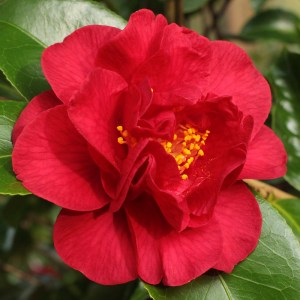 Camellia japonica 'Dr Burnside'
