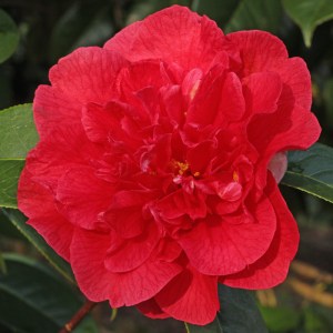 Camellia hybrid 'Dr Clifford Parks'