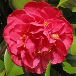 Camellia japonica 'Dr King'
