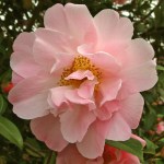 Camellia hybrid 'Dr Louis Polizzi'
