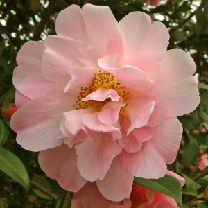 Camellia hybrid 'Dr Louis Polizzi'