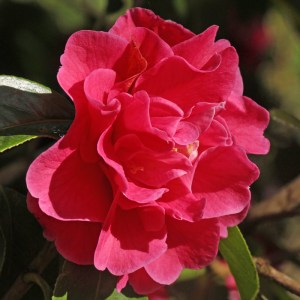Camellia hybrid 'Dream Castle'