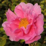 Camellia hybrid 'Dream Girl'