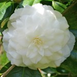 Camellia japonica 'Duchess de Berry'