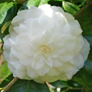 Camellia japonica 'Duchess de Berry'
