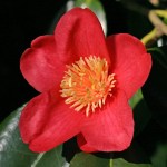 Camellia japonica 'Duchess of Buchleugh'