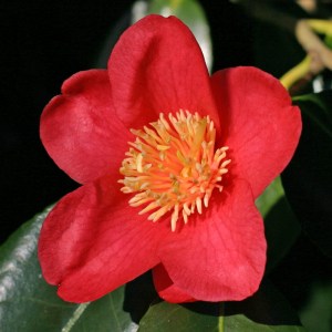 Camellia japonica 'Duchess of Buchleugh'