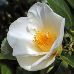Camellia japonica 'Duckyls Belle'