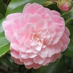 Camellia japonica 'Martha Brice'