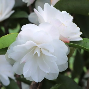 Camellia 'Cinnamon Cindy'