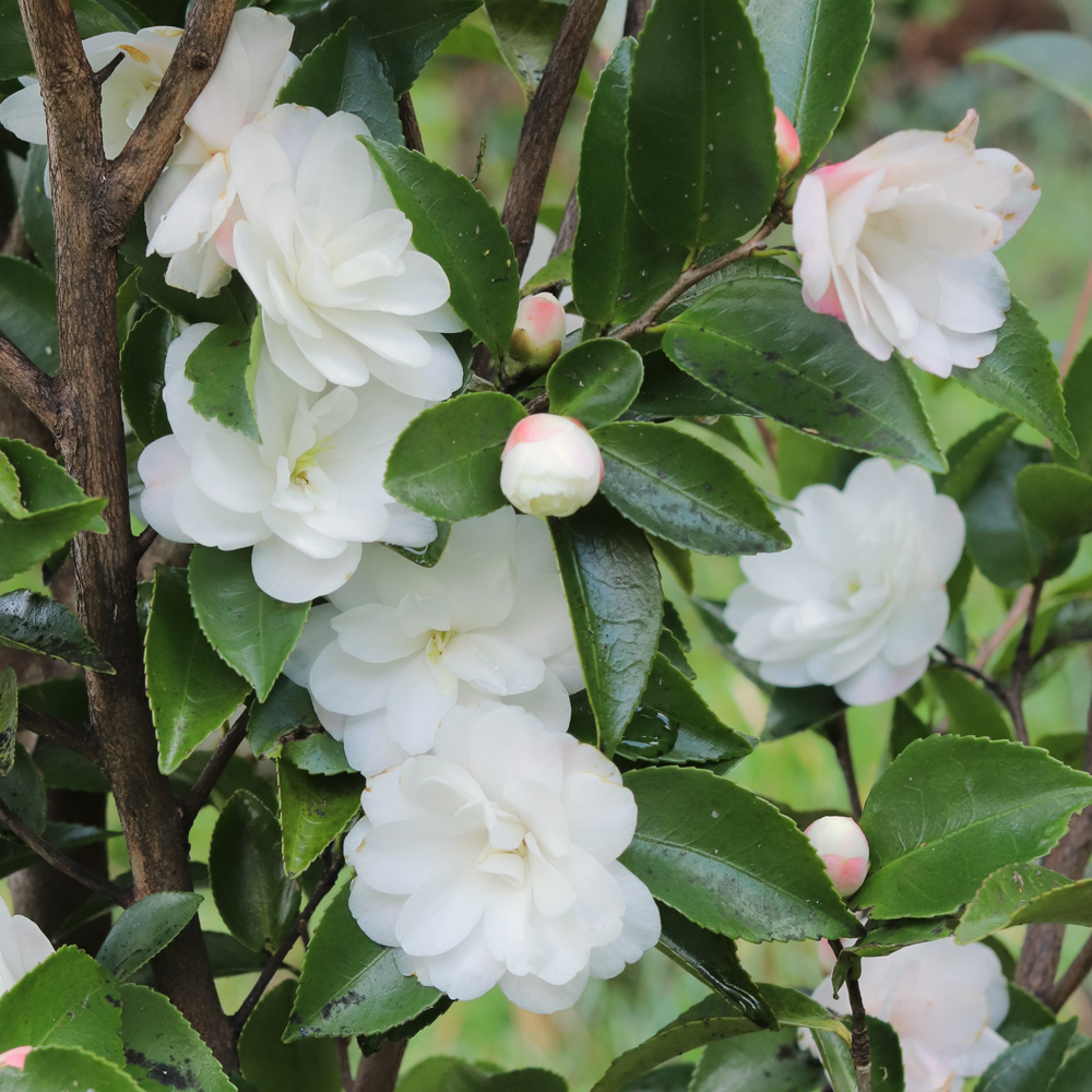 Camellia 'Cinnamon Cindy'