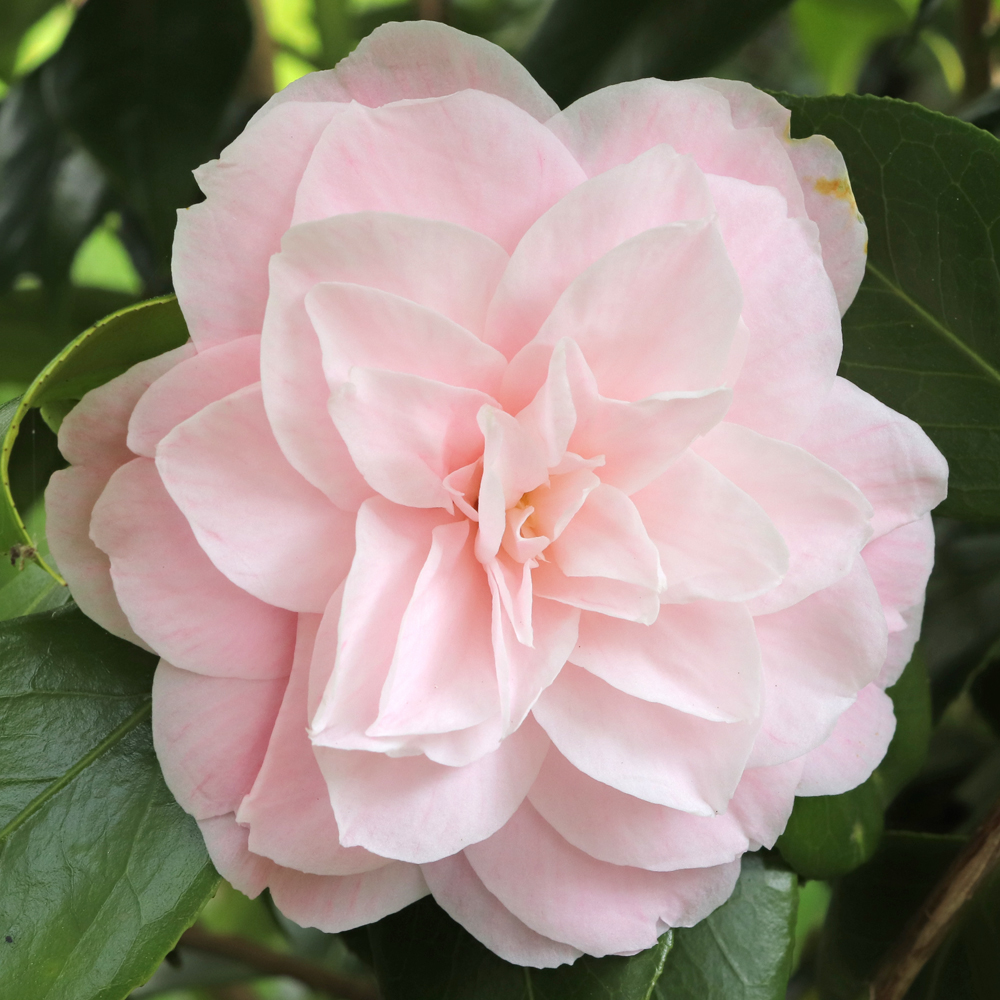 Camellia japonica 'Cheryll Lynn'