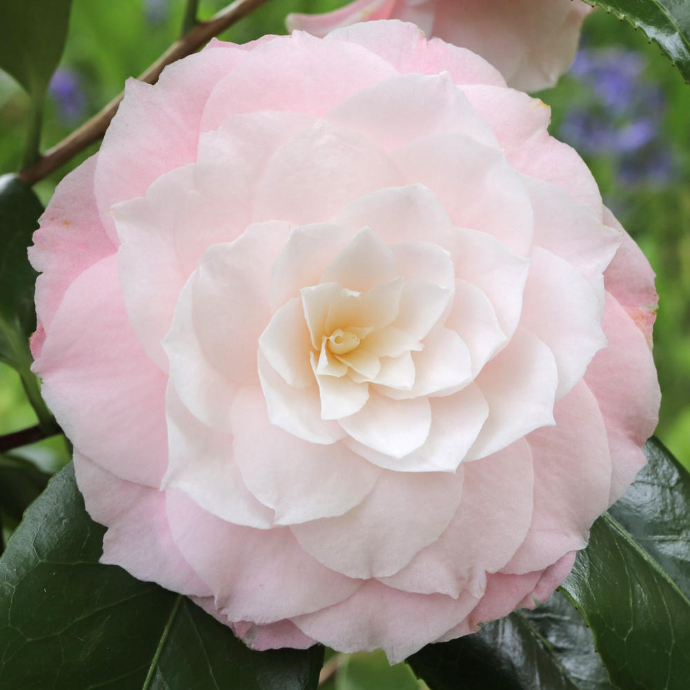 Camellia japonica 'Donnans Dream'