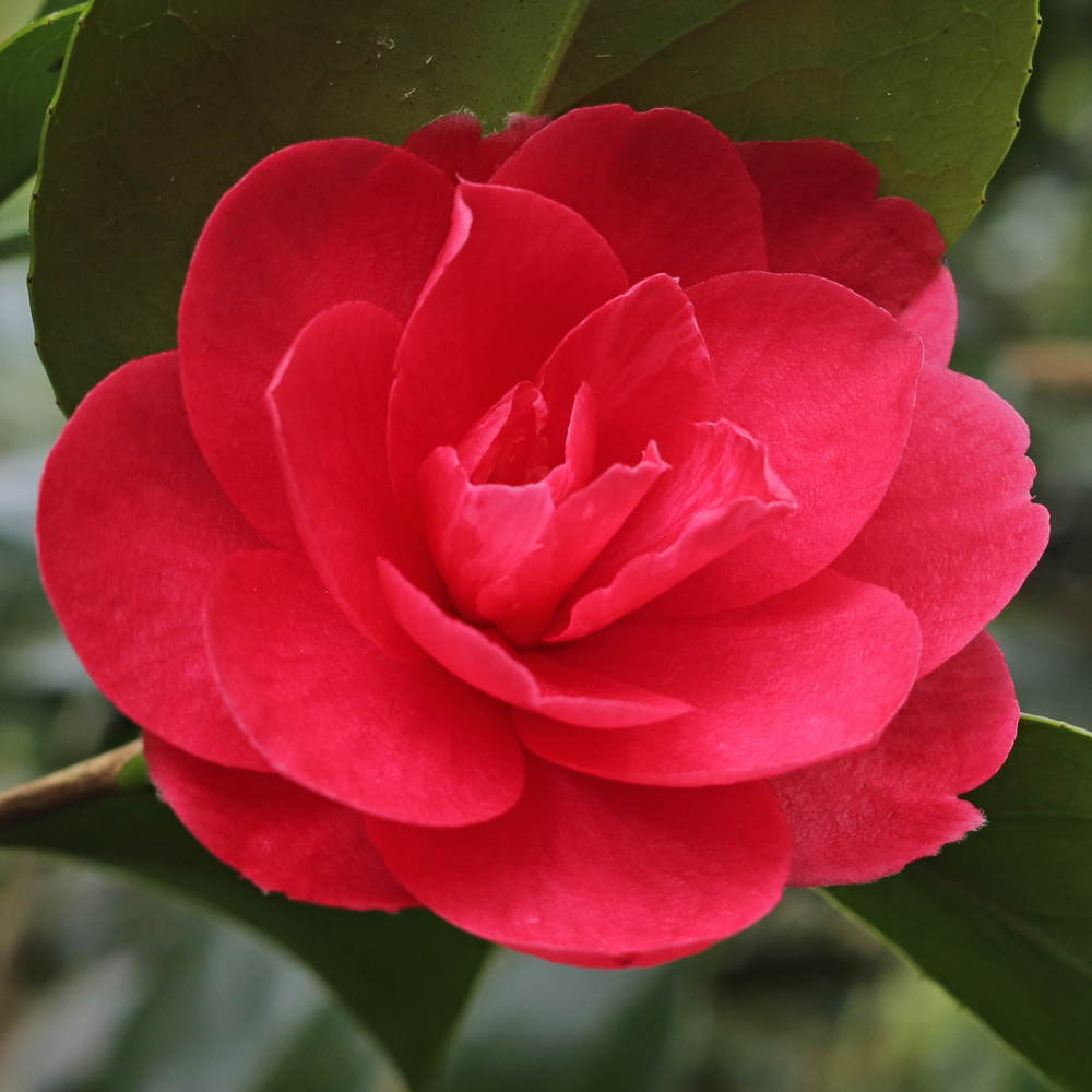 Camellia japonica 'Pearl Harbour'