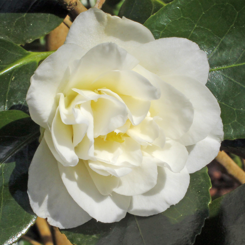 Camellia japonica 'Sally Harrel'