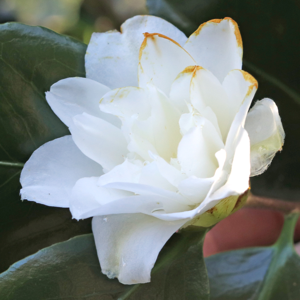 Camellia japonica 'Sally Harrel'