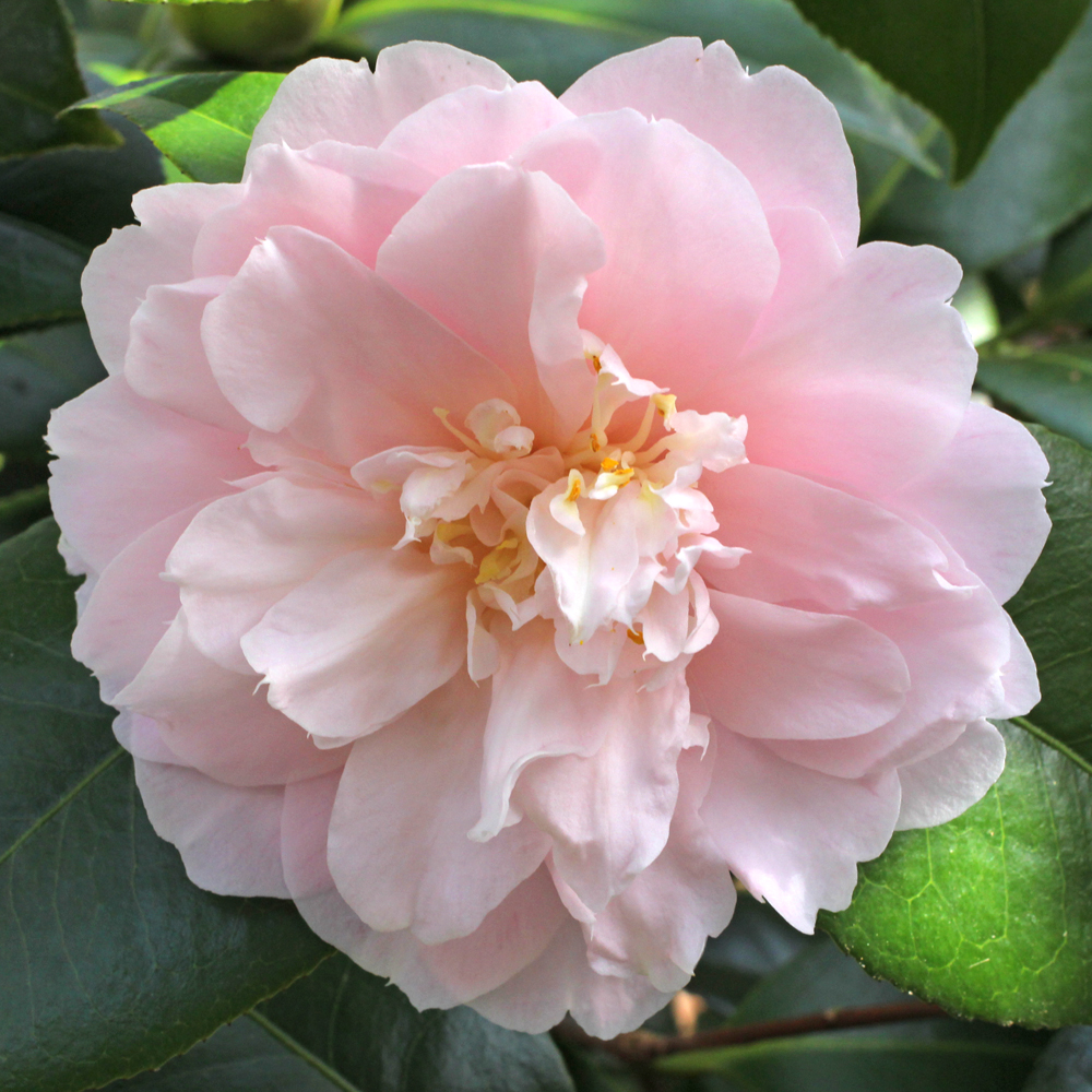 Camellia japonica 'Virginia Robinson'