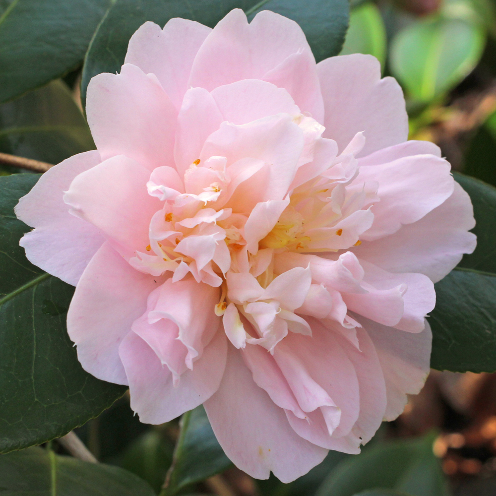 Camellia japonica 'Virginia Robinson'