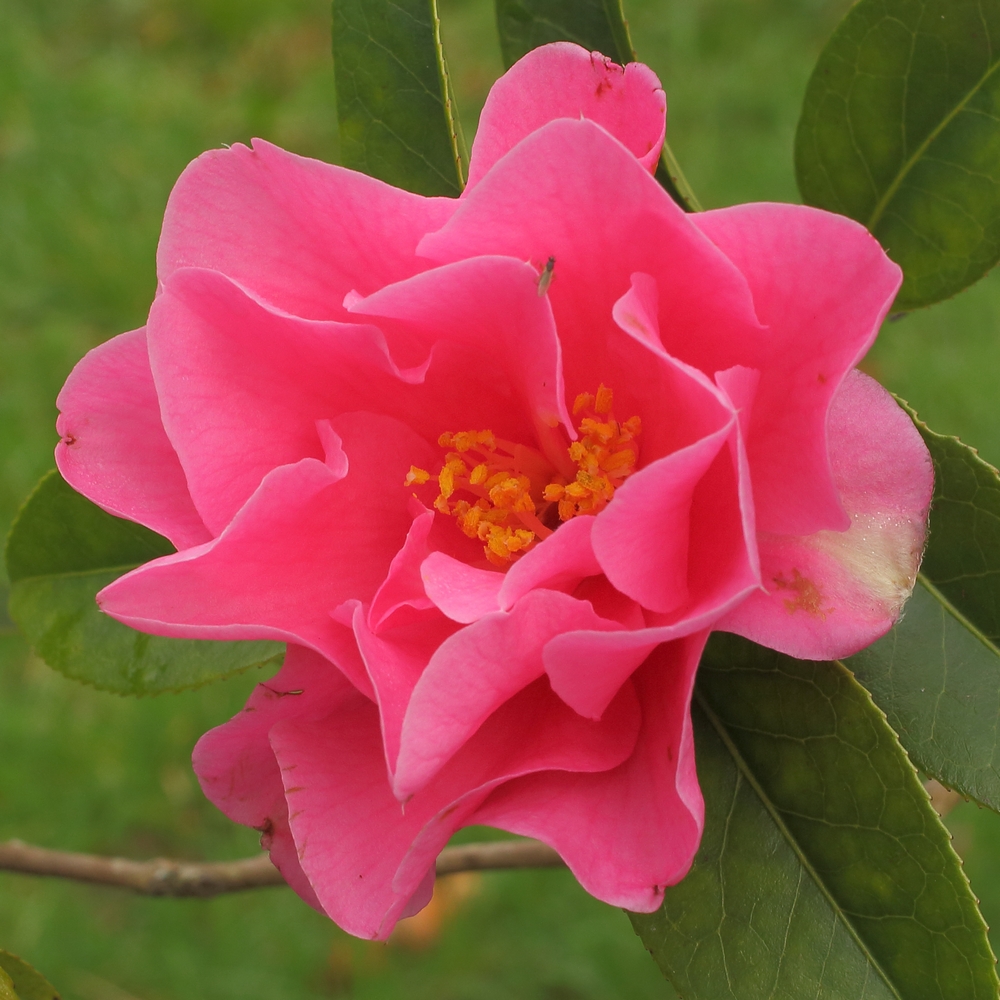 Camellia 'Valley Knudsen'
