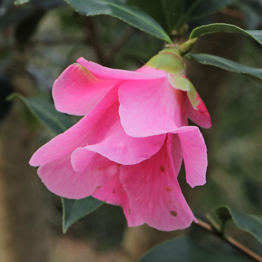 Camellia saluenensis 'Bartley Pink'