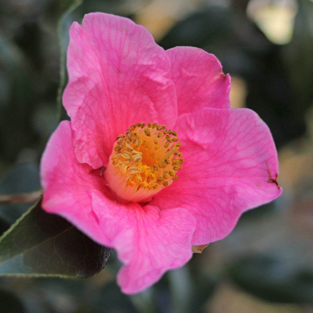 Camellia x williamsii 'Exbury'