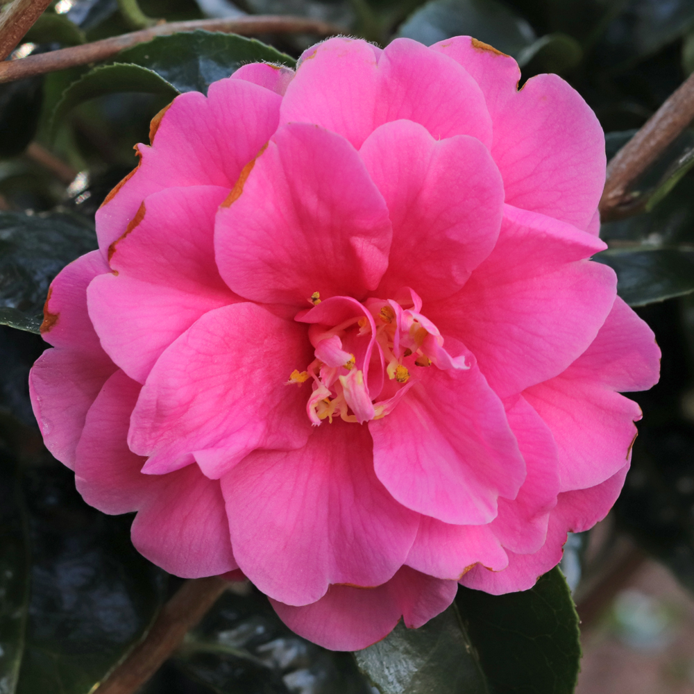 Camellia hybrid 'Inspiration'