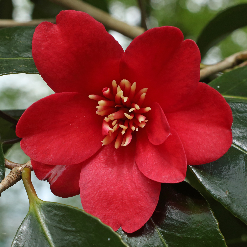 Camellia japonica 'Kentucky'