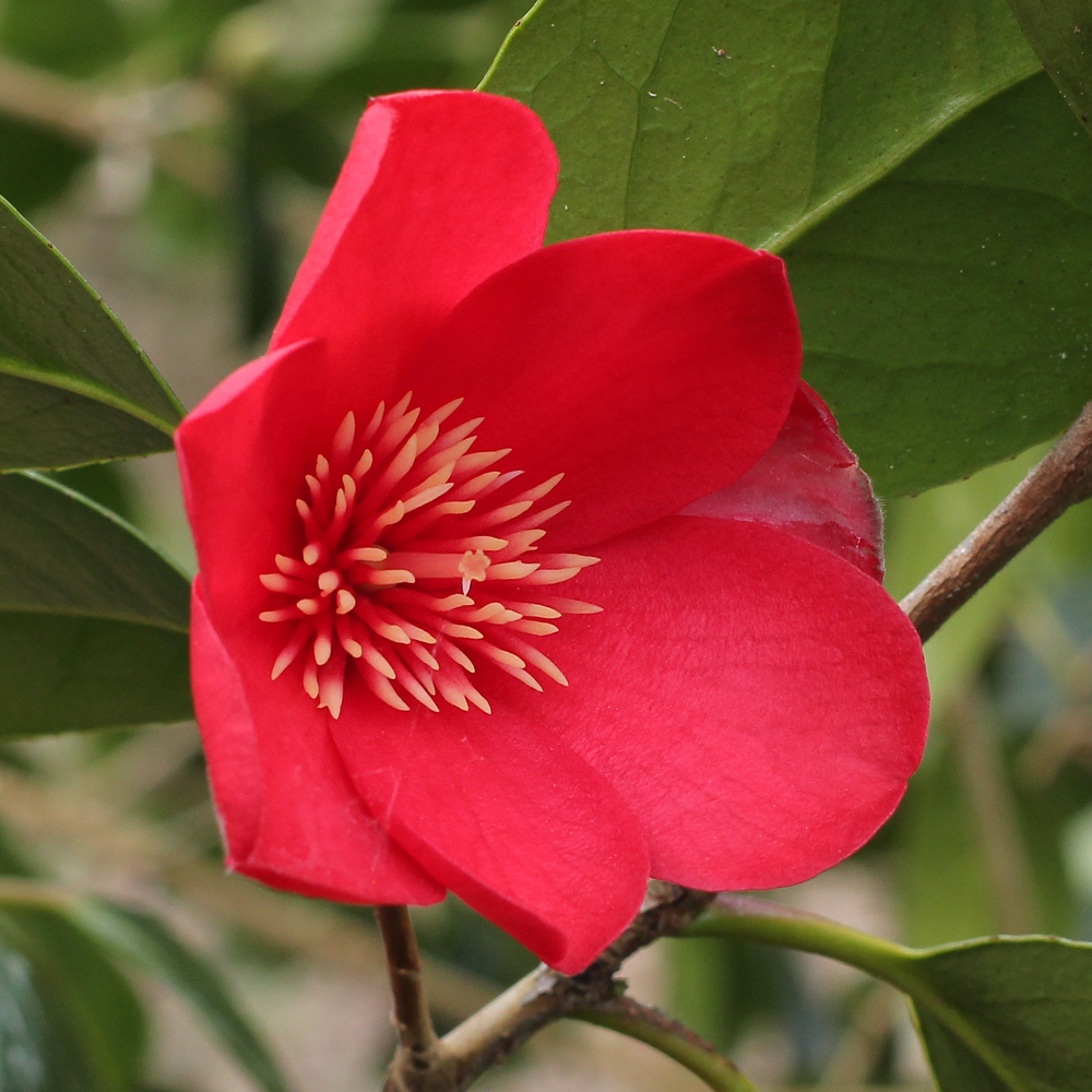 Camellia japonica 'Kentucky'