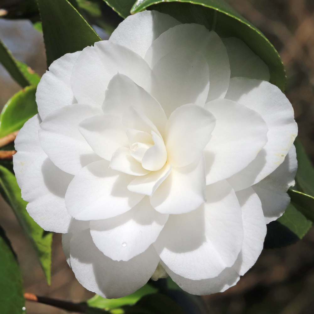 Camellia japonica 'Winter Cheer'