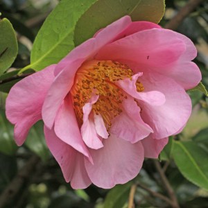 Camellia x williamsii 'Gay Time'