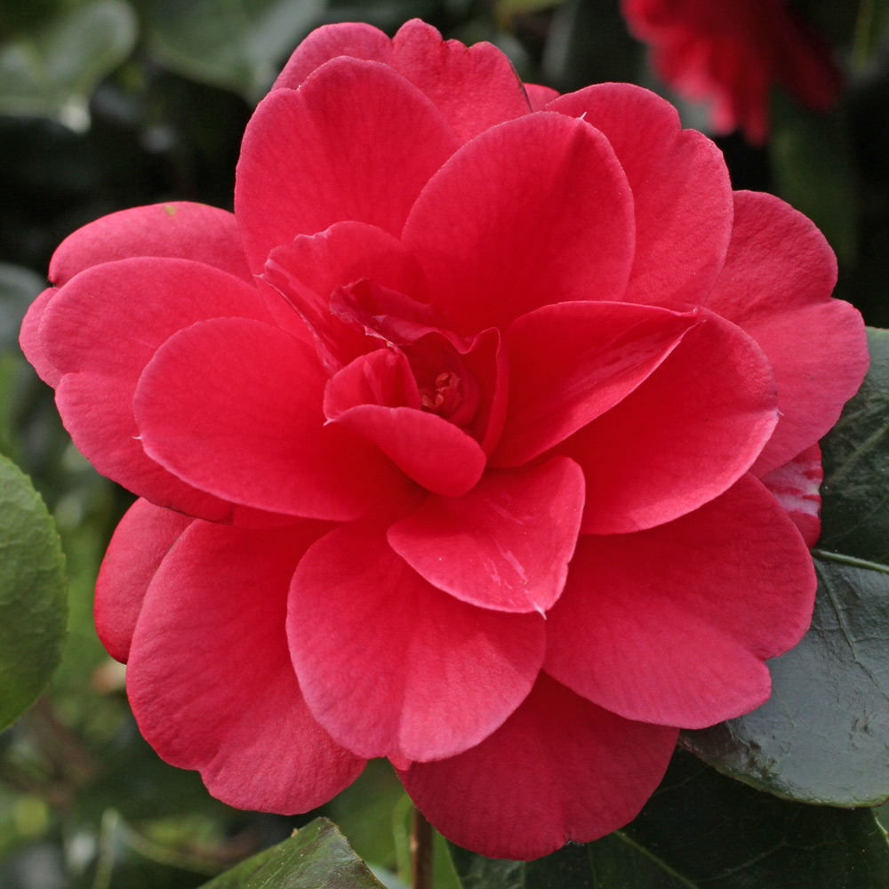 Camellia japonica 'Great Eastern'