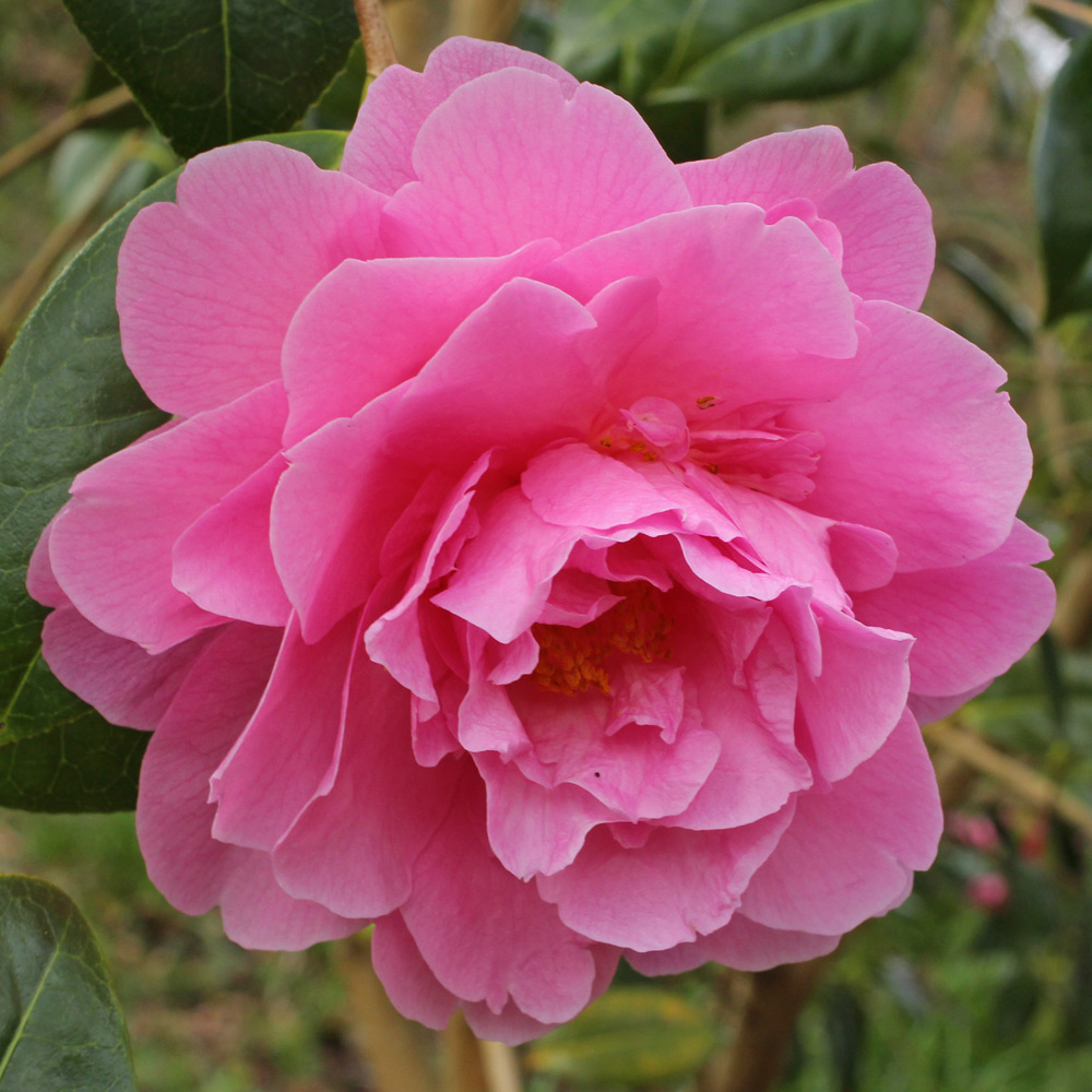 Camellia x williamsii 'Joan Trehane'
