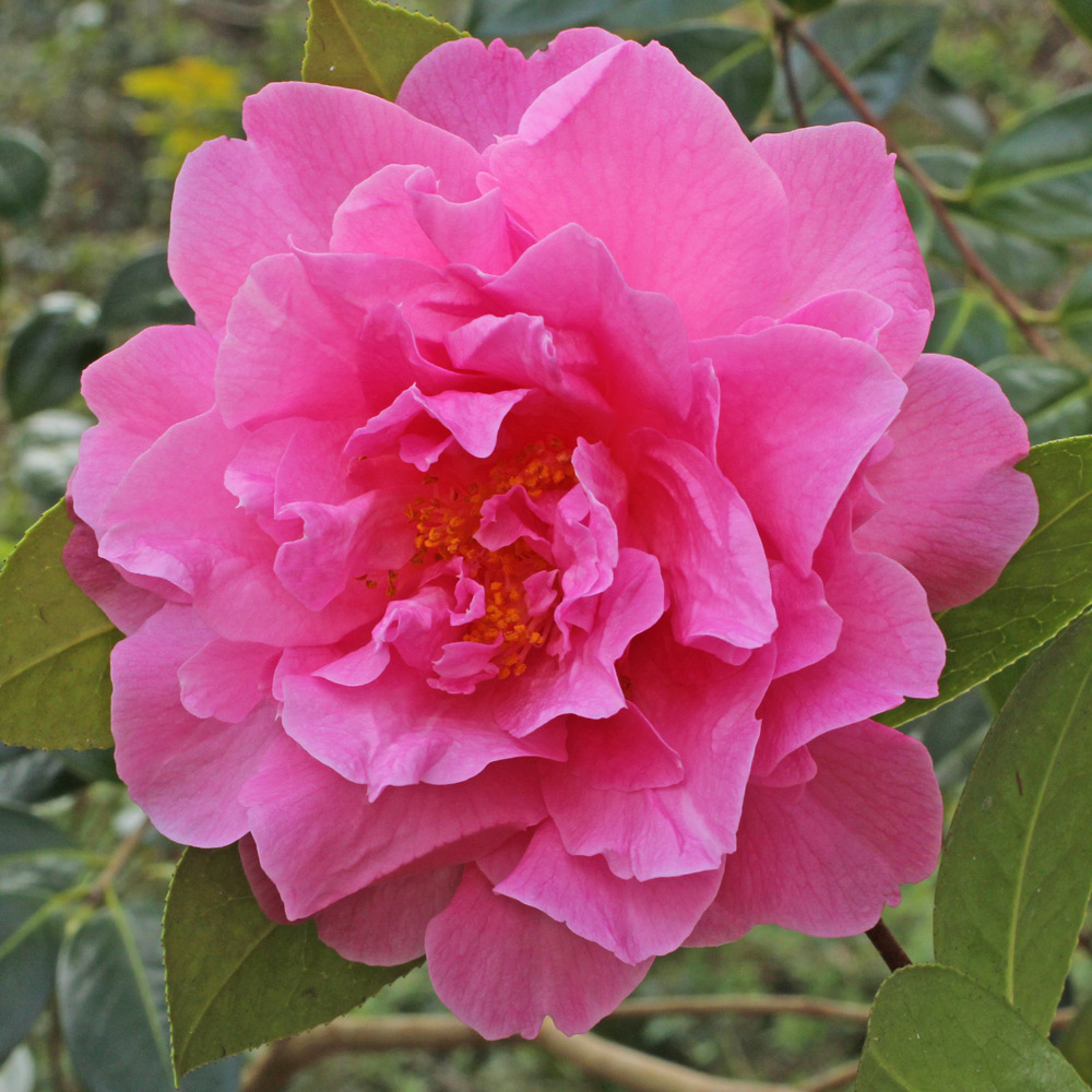 Camellia x williamsii 'Joan Trehane'