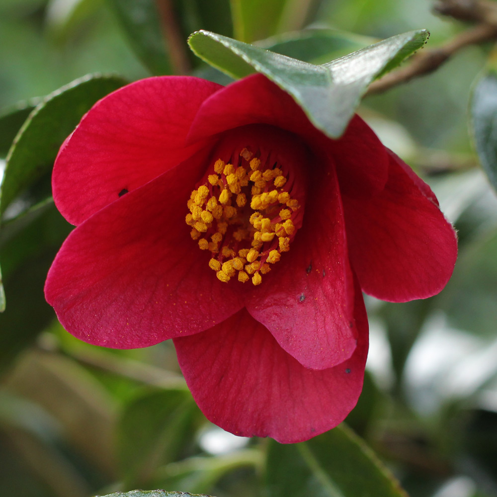 Camellia x williamsii 'Joyful Bells'