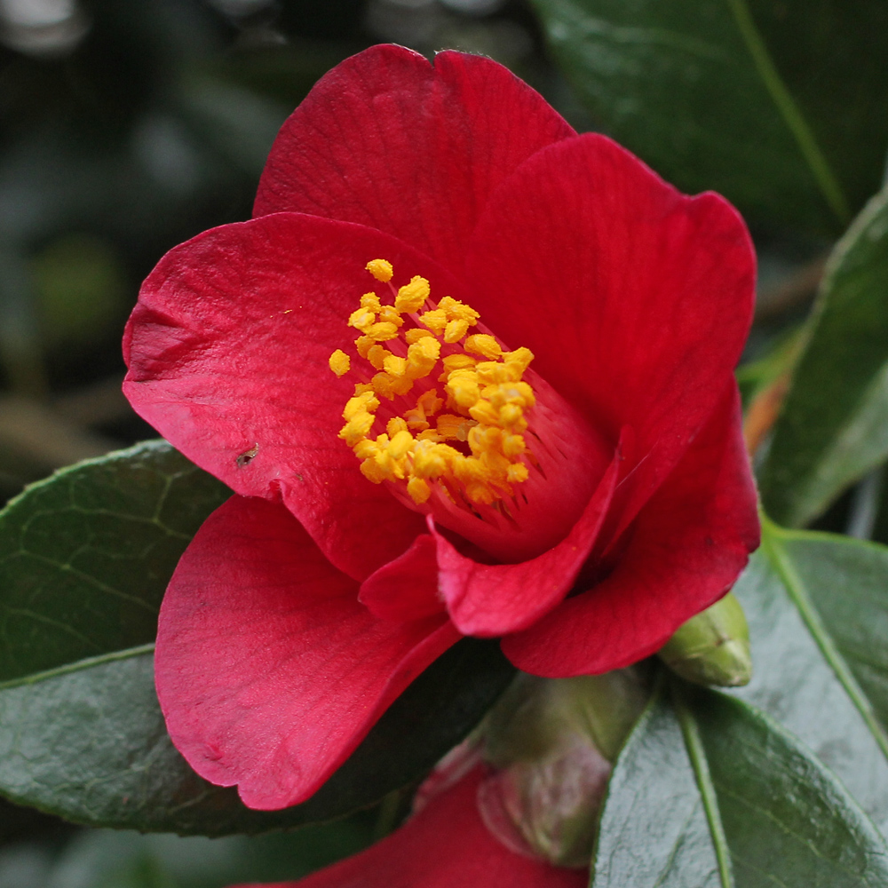 Camellia x williamsii 'Joyful Bells'