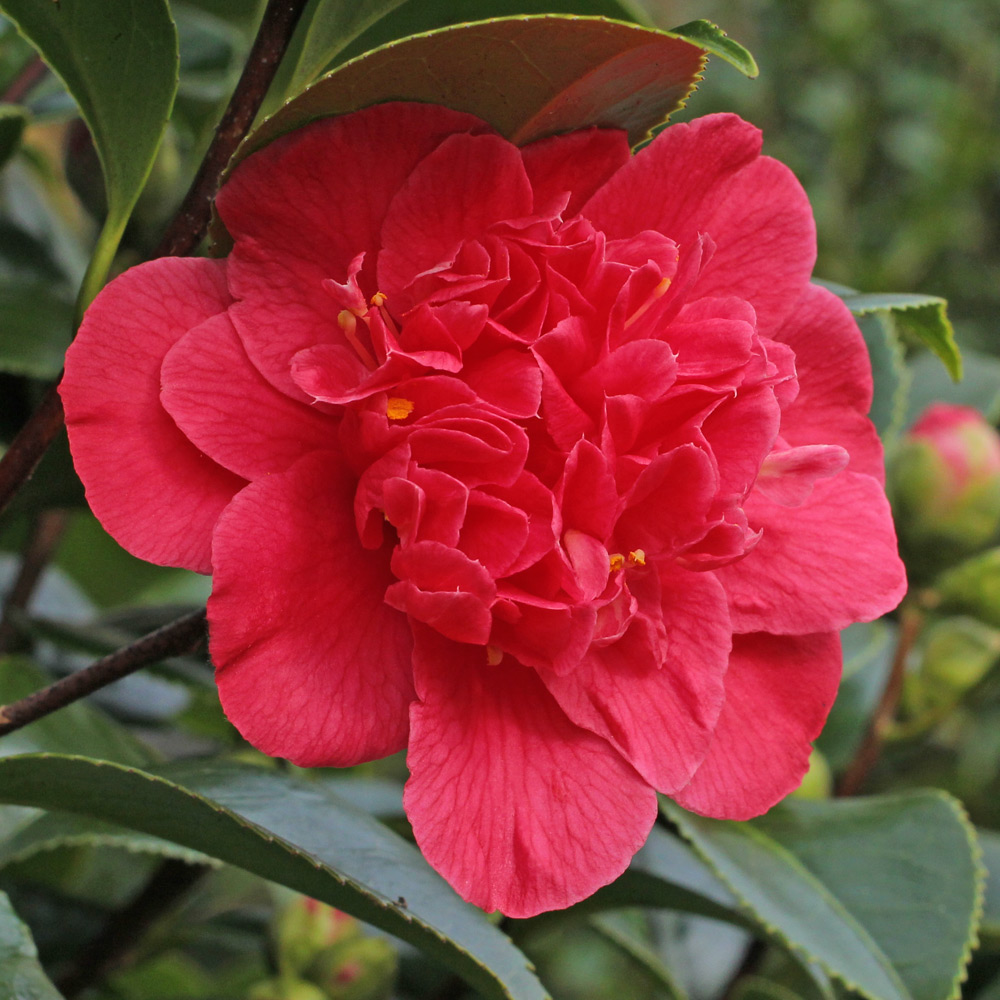 Camellia japonica 'Odoratissima'