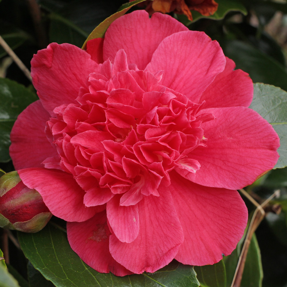 Camellia japonica 'Olive Honnor'