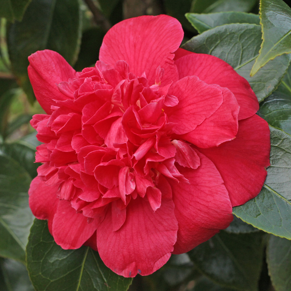 Camellia japonica 'Olive Honnor'