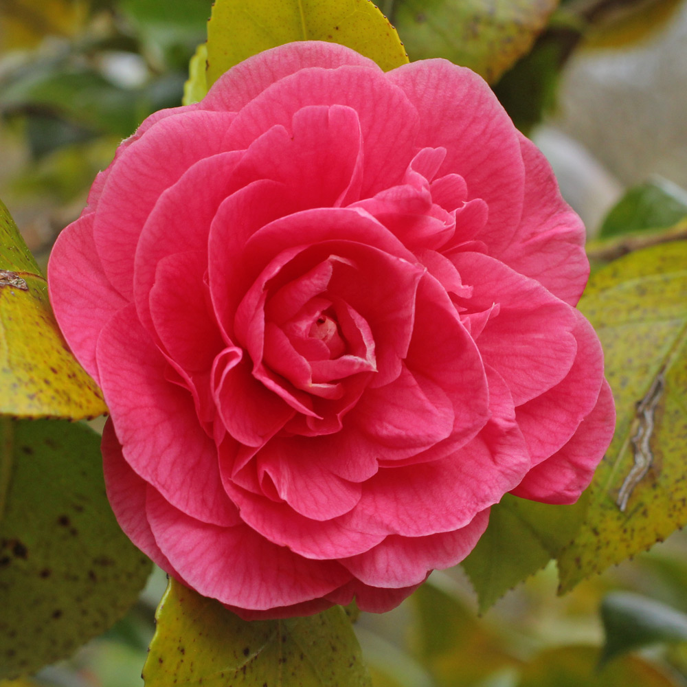Camellia japonica 'Otahuhu Beauty'