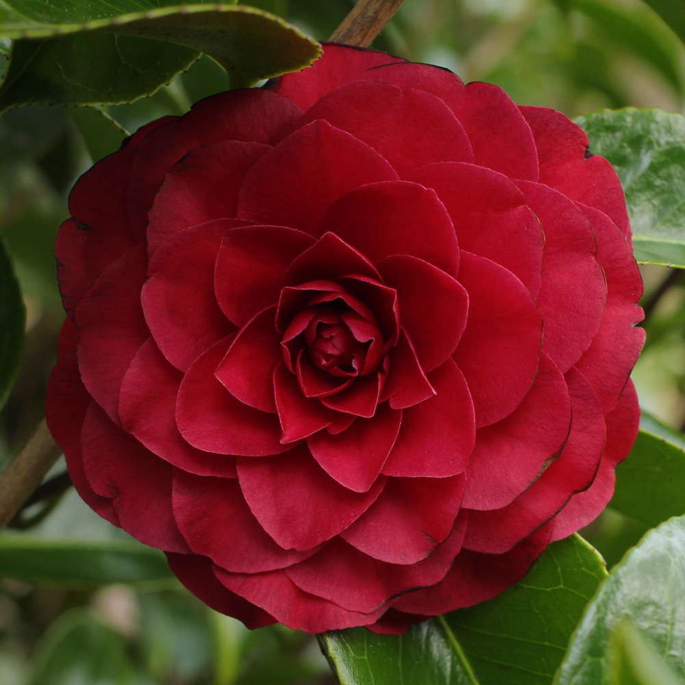 Camellia japonica 'Roger Hall'