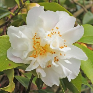 Camellia hybrid 'Scentuous'
