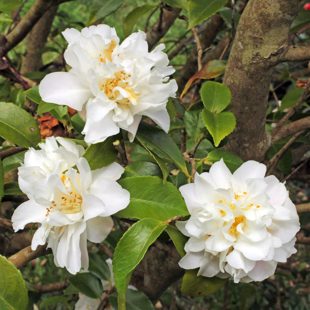 Camellia hybrid 'Scentuous'